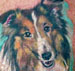 Tattoos - COLLIEDOG ! - 23936